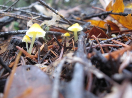 on the forest floor - mushrooms, tiny, macro, forest, leaves, fungi