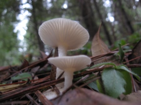 among the fallen leaves - mushrooms, forest, fungi, leaves, macro