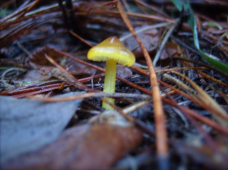 yellow mushroom - mushroom, forest, macro, leaves, fungi