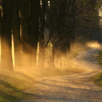 Sunrays through Forest Trees and Dirt Road