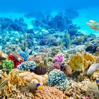 Colorful Sea Corals and fish