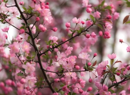 Spring - flower, pink, spring, blossom, sakura