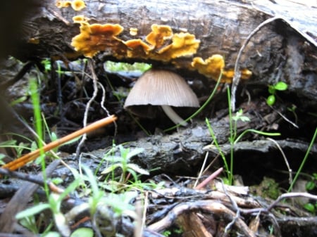 in the shade - forest, mushroom, macro, fungi