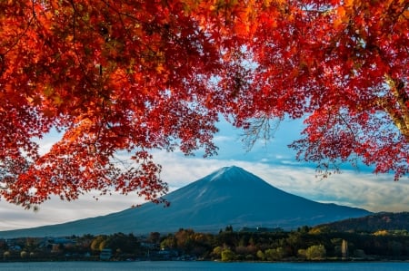 Mount Fuji - autumn, maple, mountain, japan