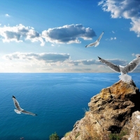 Seagulls over the Sea
