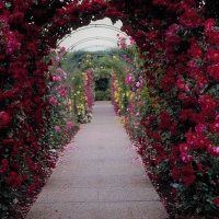 Rose Garden Arch