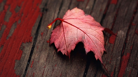 Leaf Fallen - autumn, barn board, leaf, boards, wood, paint, fall, vintage, firefox persona theme