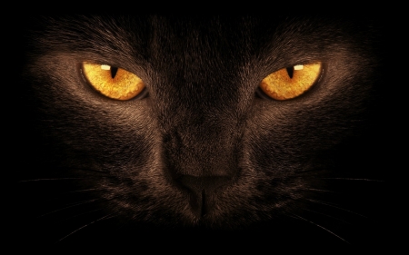 Golden Eyes - eyes, color, golden, cat, wallpaper