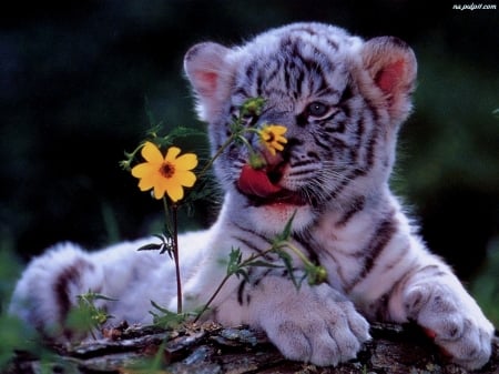 Got Your Nose - nose, white, cub, butterfly, flower, tiger