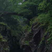 Bridge in Deep Green Forest Canyon