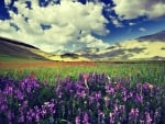 Beautiful Lavender Field