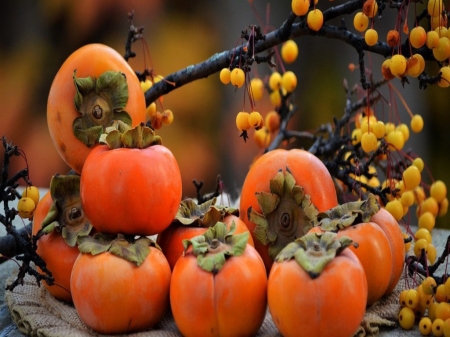 Fresh Berries - berries, food, branches, autumn