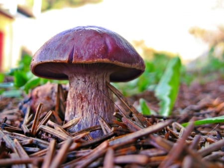 short red mushroom - forest, mushroom, macro, fungi