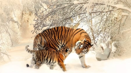 siberian tiger