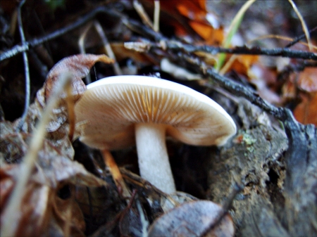 a mushroom - macro, forest, fungi, mushroom