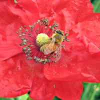 bee on a red poppy