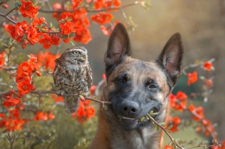 Good friends - bird, dog, bufnita, german, flower, owl, smile, animal, funny, red, pasare, caine, face