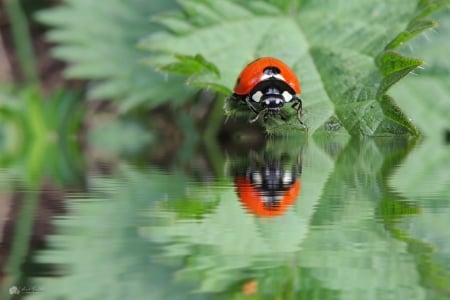 Ladybug - red, green, ladybug, insect, reflection