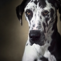 Great Dane
