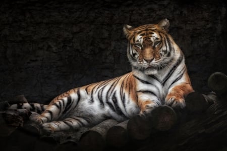 Tiger - black, relax, animal, tiger