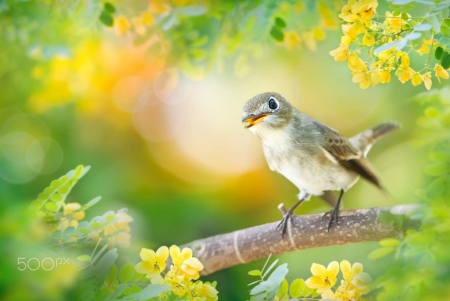 Little Bird - branches, flowers, bird, photography