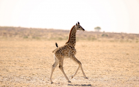 cute little giraffe - baby, landscape, giraffe, savanna