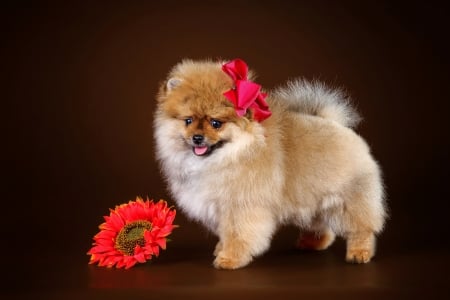 spitz with gerbera - dog, spitz, flower, gerbera