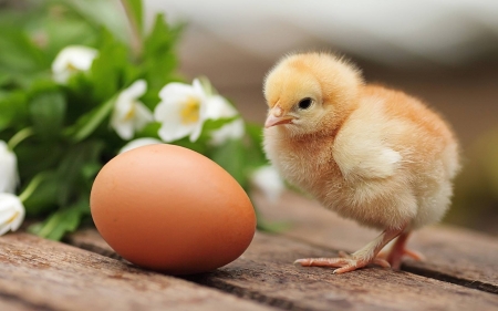 which came first? - chicken, funny, entertainment, egg, cool