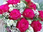 Beautiful Roses