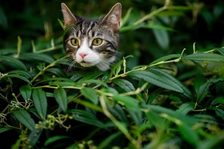 Cute Cat Peeking Out - cute, animals, cats, green leaves