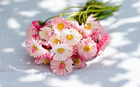 Beautiful Flowers - flowers, petals, pink, bloom