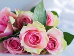 Beautiful Roses