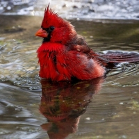 Cardinal Bathing