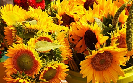 Beautiful Flowers - sunflowerss, bloom, flowers, yellow