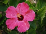 Pink Hibiscus