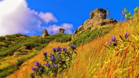 Wildflowers on the Slope - flowers, clouds, rocky, nature, yellow, slope, grass, mountain