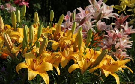 Lilies - flowers, lilies, nature, yellow, pink