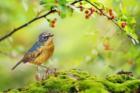 Little Bird - berries, summer, moss, branches