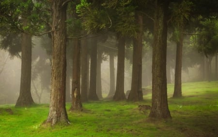 Forest - skin, forest, copaci, tree, green, mist, padure, trunchi, texture