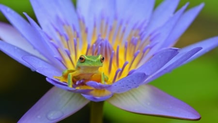 Frog - lotus, yellow, summer, blue, green, amphibian, flower, frog