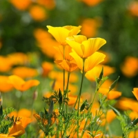 California-Poppy