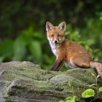 Fox