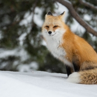 Fox