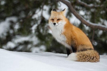 Fox - snow, animal, tail, Fox