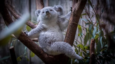 Koala - koala, tree, animal, bear