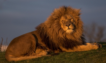 Lion - animal, paw, fur, lion