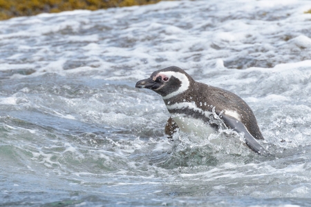 Penguin - wings, penguin, animal, water