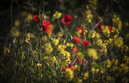 Poppy - plant, nature, flower, poppy