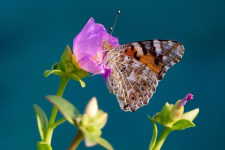 Butterfly - animal, butterfly, insect, plant