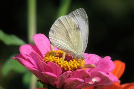 White-Butterfly - white, plants, animal, butterfly